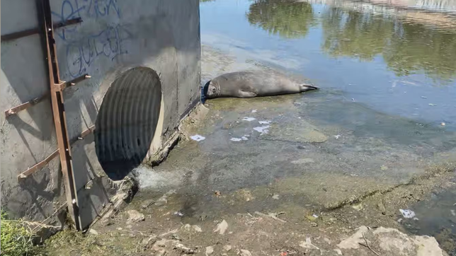 tras la aparicion de un elefante marino en la plata, especialistas anticipan un boom en las costas bonaerenses