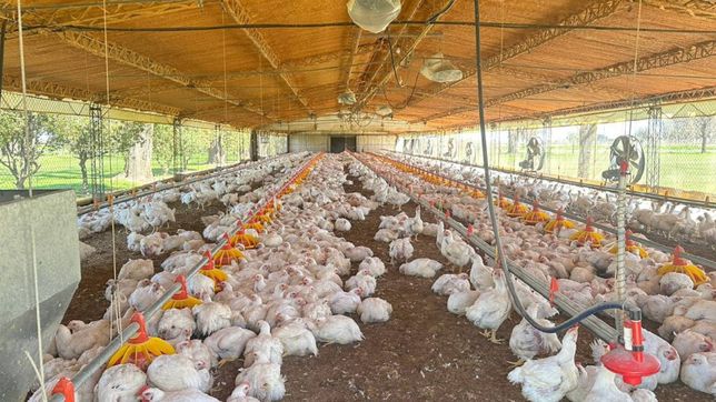 ladrones se hicieron pasar por clientes de una granja avicola y dieron un golpe millonario