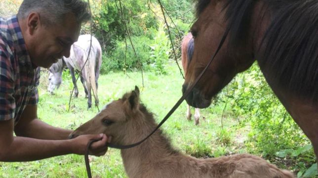 rescataron dos caballos con signos de desnutricion y maltrato fisico