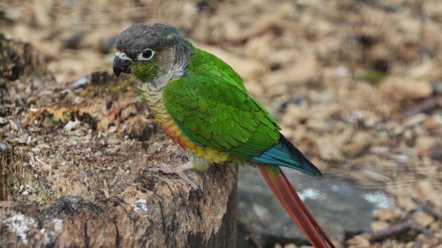 un joven perdio a la cotorra que tiene de mascota y pide ayuda: puede estar en cualquier lado