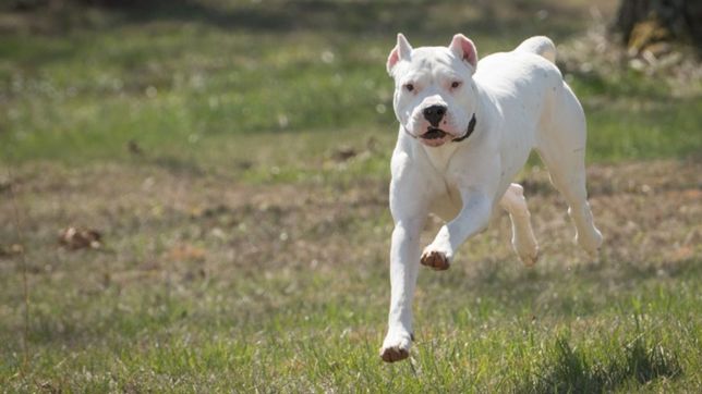 un dogo le desfiguro la cara a un nene de 6 anos que jugaba en una plaza