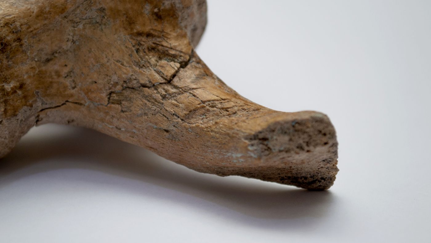 Especialistas identificaron marcas hechas por humanos en el esqueleto de un gliptodonte