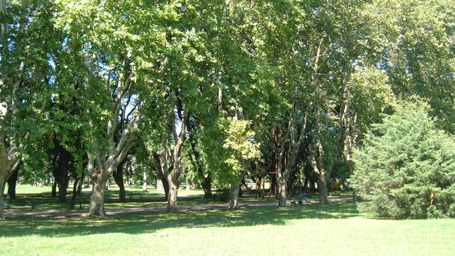 proponen prohibir la plantacion de platanos en todo el territorio de la plata