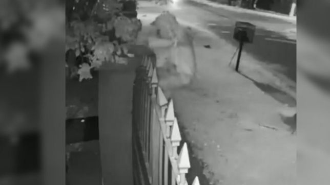 video: trepo una reja para entrar a robar en una casa, salto la alarma y escapo corriendo