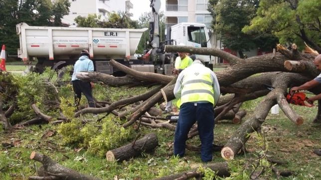 el municipio levanto 1500 toneladas de troncos, ramas y hojas tras el temporal en la plata