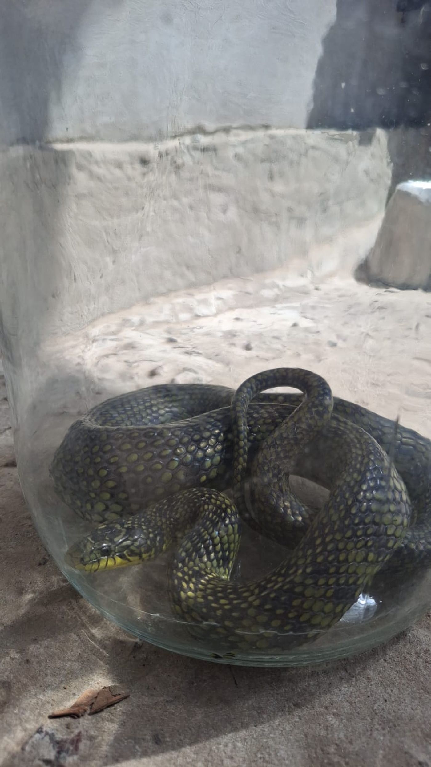 Los vecinos lograron capturar a la serpiente.