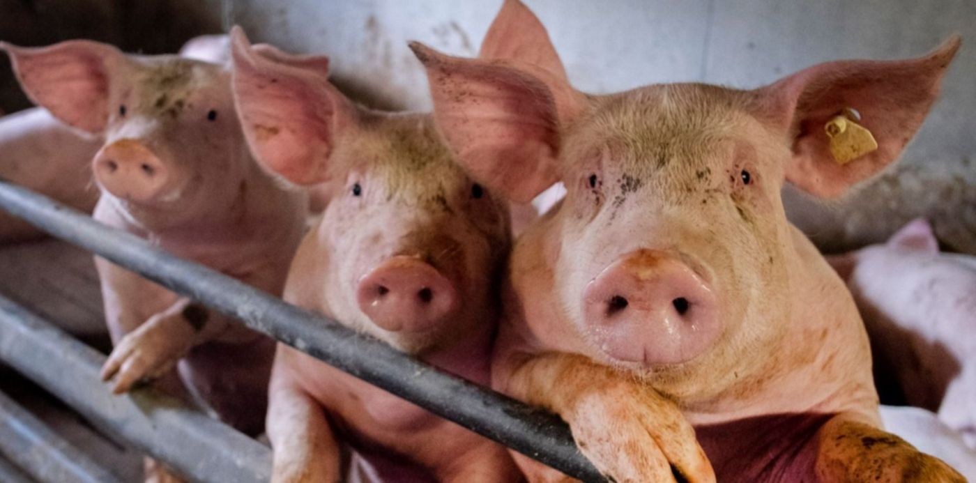 1593519107142.jpg?x= 17&y=69&width=1519&height=759&rotate=0&scaleX=1&scaleY=1&ow=1500&oh=1063&&cw=1920&ch=950