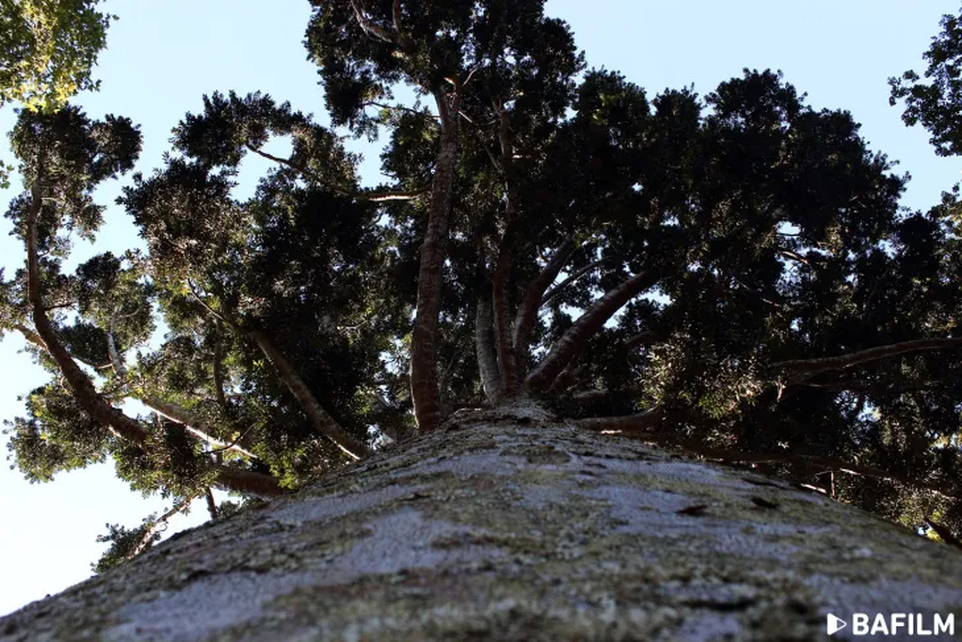 Arbol de cristal 1.webp