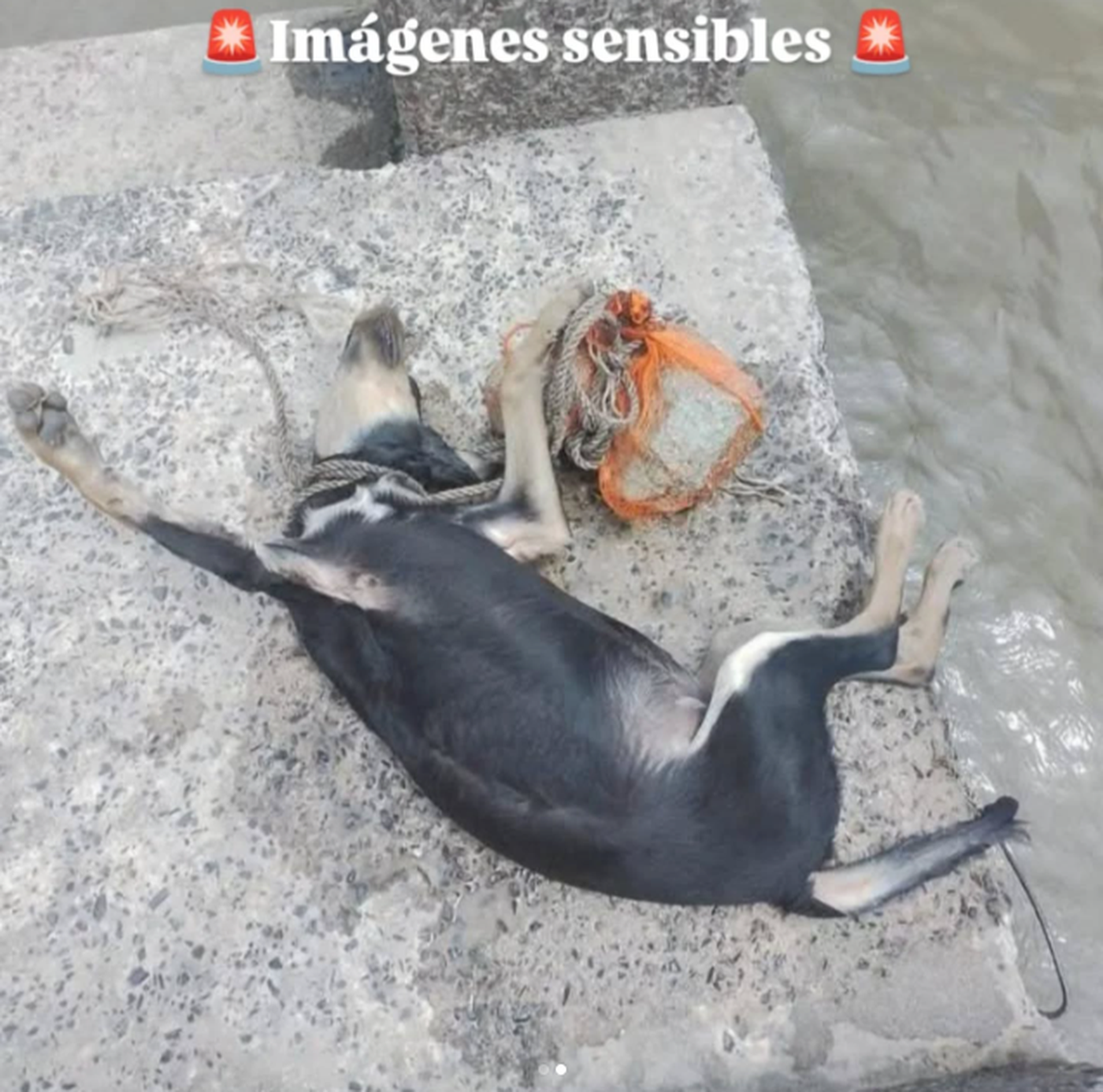 Rescatistas difundieron este terrible hecho ocurrido en Berisso.