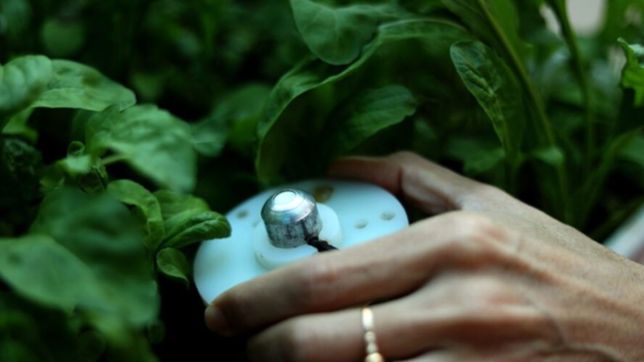 brocoli, repollo y rucula: el desarrollo de la unlp para tener hortalizas mas frescas