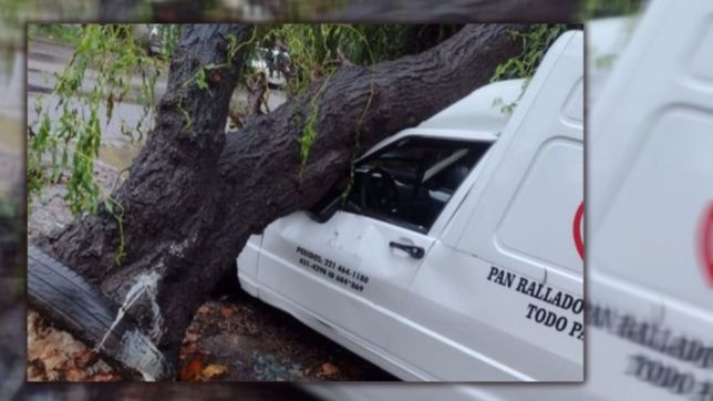un arbol aplasto una camioneta durante el temporal en berisso