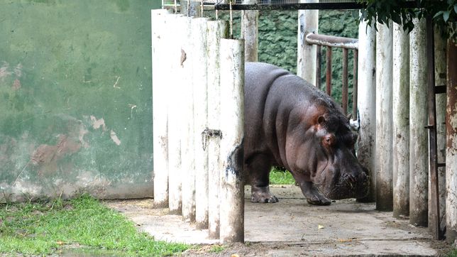 concejales libertarios piden explicaciones por la muerte del hipopotamo hipolito