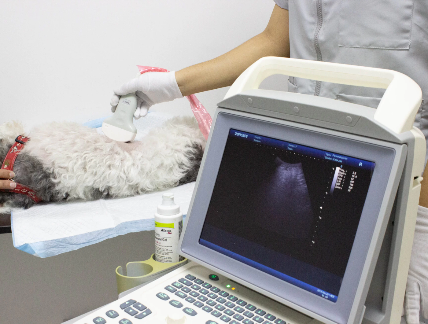 Ecógrafo veterinario.webp
