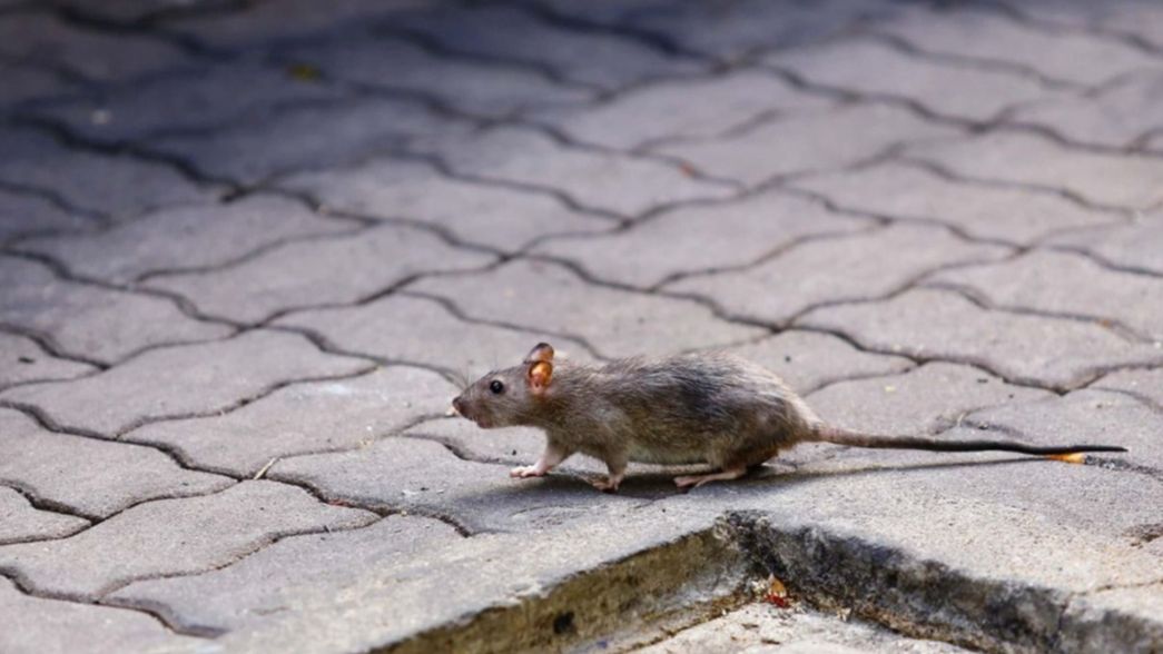Preocupación por una extraña hepatitis transmitida por ratas en Hong Kong
