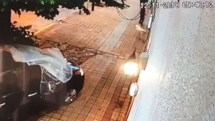 Perro héroe: abrieron el portón de una casa para entrar a robar y salieron espantados