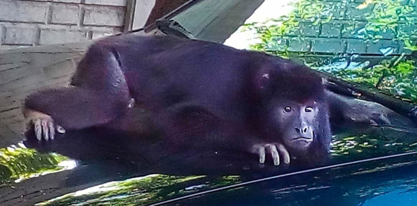 1548273698673.jpg?x=8&rotate=0&scaleY=1&y=0&width=1484&height=742&scaleX=1&ow=1500&oh=742&&cw=1920&ch=950