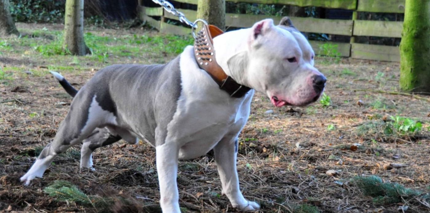 1606848023386.jpg?x=4&y=142&width=1485&height=742&rotate=0&scaleX=1&scaleY=1&ow=1500&oh=996&&cw=1920&ch=950