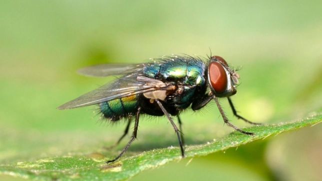 despues de la invasion de moscas, la municipalidad fumigara correas