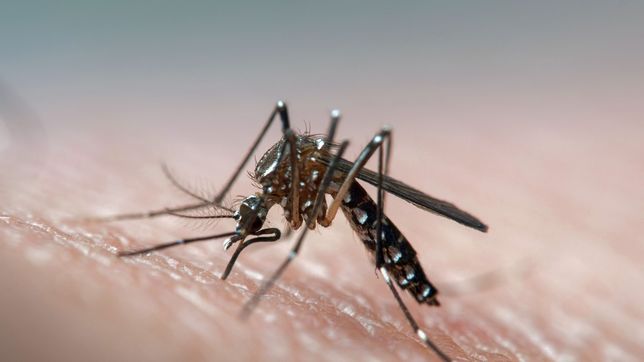 provincia asegura que es la temporada con mayor cantidad de incidencia de casos de la historia