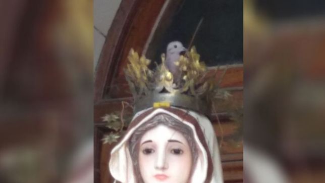 una paloma anido en la corona de la virgen de la merced y revoluciono a ensenada