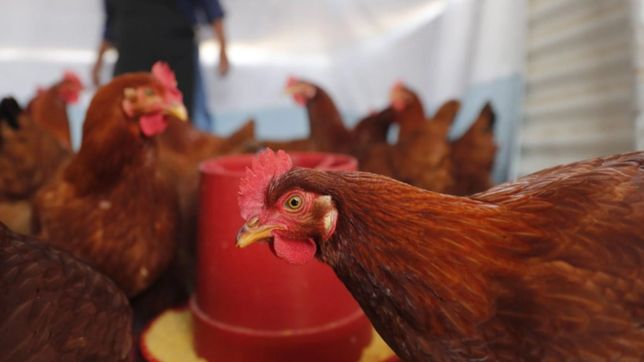 sintoma y cuidados: despliegan operativos en la plata para prevenir la gripe aviar