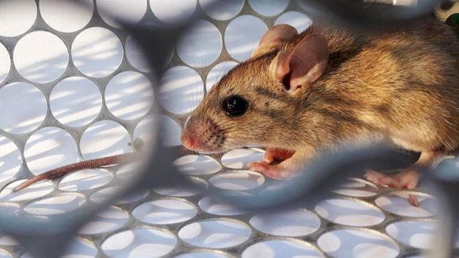 hantavirus: ¿como avanza el estado de salud de los dos internados en la plata?