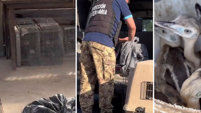 acordo la compra de nandues y desarticulo una banda que vendia animales silvestres