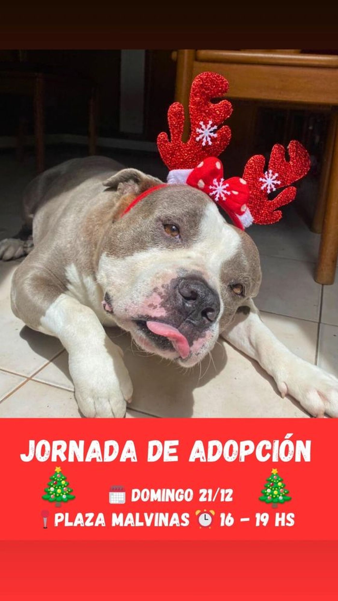 Última jornada de adopción responsable en La Plata