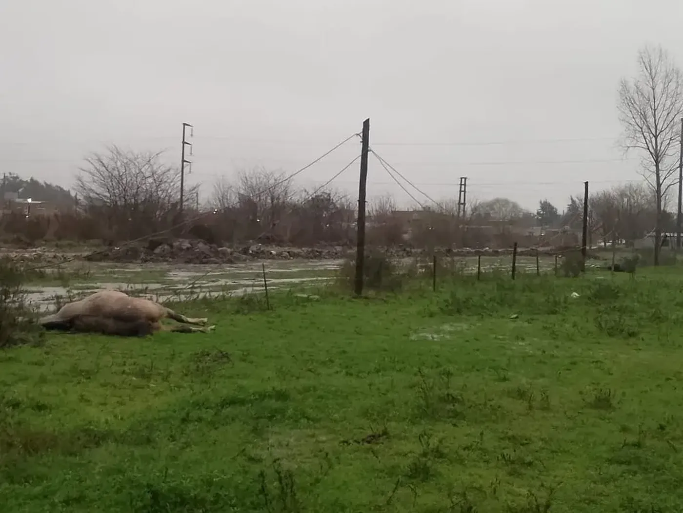 Banegas y su caballo tocaron un alambrado que estaba electrificado por un cable caído. Lo reconocieron en la Morgue Judicial de La Plata.