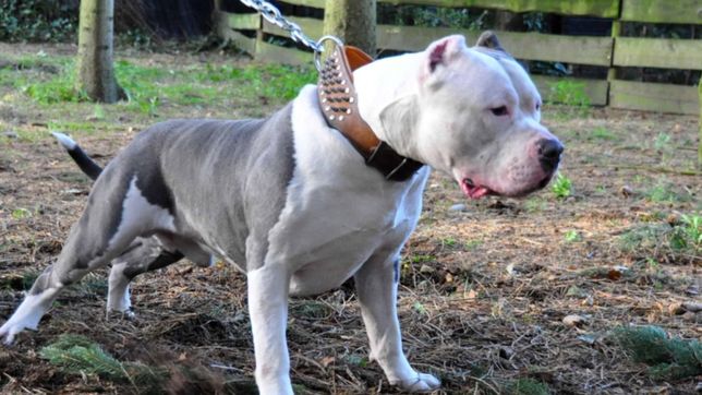 escucho ruidos en su casa de tolosa, descubrio que eran ladrones y les solto una pitbull