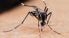 ¿que hacer y donde acudir en la plata si se tienen sintomas de dengue? ¿que hacer y donde acudir en la plata si se tienen sintomas de dengue?