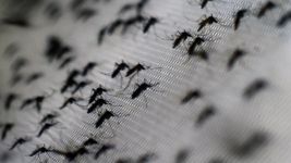 se detecto el primer brote de dengue en la provincia de buenos aires se detecto el primer brote de dengue en la provincia de buenos aires