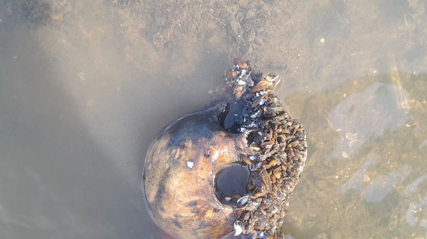El cráneo hallado en el Río de la Plata, en Punta Lara El cráneo hallado en el Río de la Plata, en Punta Lara