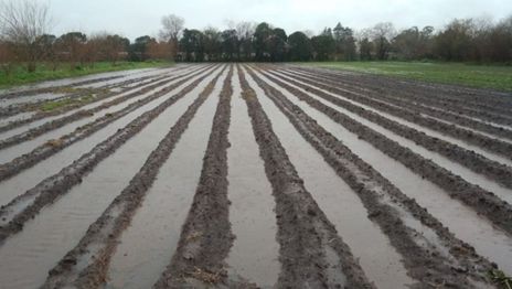 Daños por el temporal en el cinturón frutihortícola