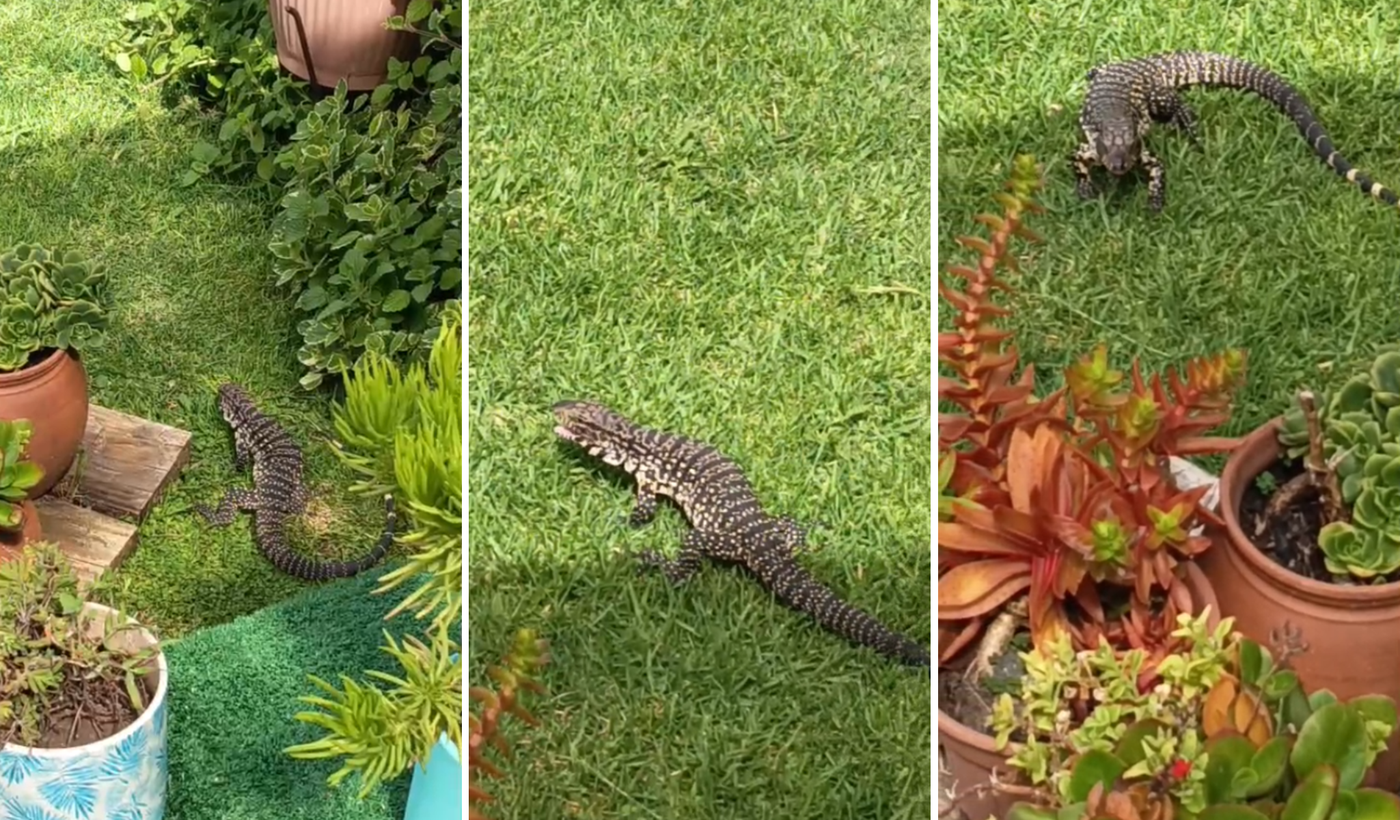 Lagarto overo en Villa Castells