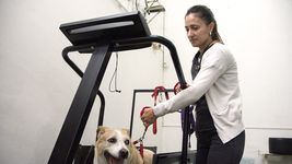 la unlp desarrolla un tratamiento con cartilago de tiburon para perros con artrosis la unlp desarrolla un tratamiento con cartilago de tiburon para perros con artrosis