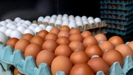 ¿Por qué aumentó excesivamente el precio de los huevos?