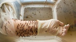 especialistas explican por que sigue la invasion de mosquitos pese al frio intenso en la plata especialistas explican por que sigue la invasion de mosquitos pese al frio intenso en la plata