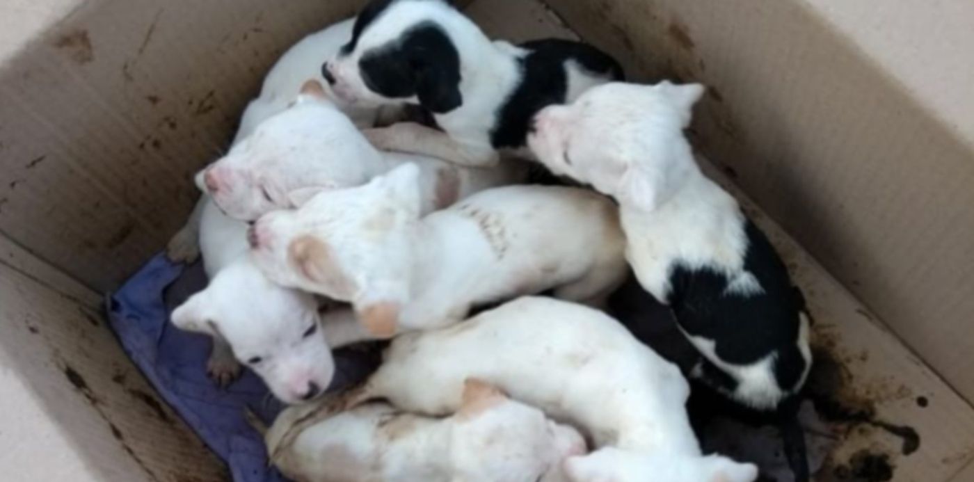 1562559421529.jpg?ow=780&oh=1040&x=9&y=222&scaleX=1&scaleY=1&width=766&height=383&rotate=0&&cw=1920&ch=950