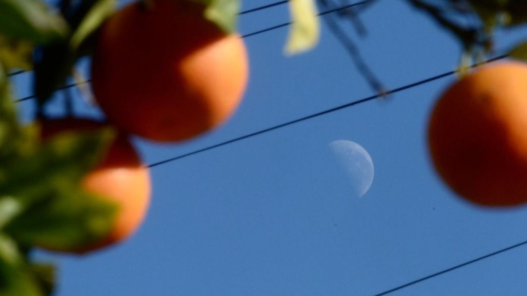 Buscan naranjos silvestres para abastecer comedores: ¿cómo ayudar a ubicarlos?