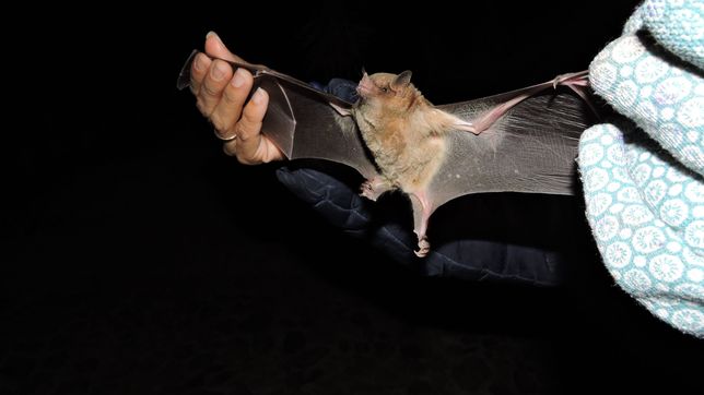 ¿como saber si un murcielago tiene rabia y como evitar el contagio?