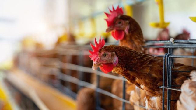 el gobierno prohibio la venta de aves vivas para frenar el brote de gripe aviar