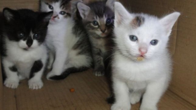 ¿queres adoptar o dar en adopcion una mascota? se viene una jornada especial en la repu