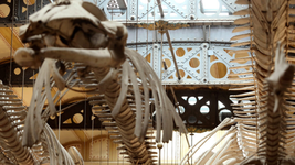 el historico museo de la plata completo una nueva etapa de su restauracion integral el historico museo de la plata completo una nueva etapa de su restauracion integral