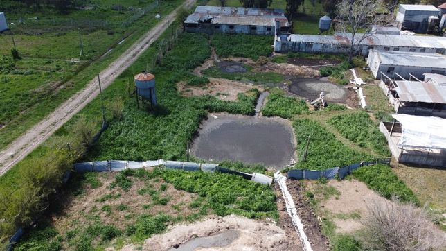 multa millonaria para el criadero clandestino de chanchos de la plata