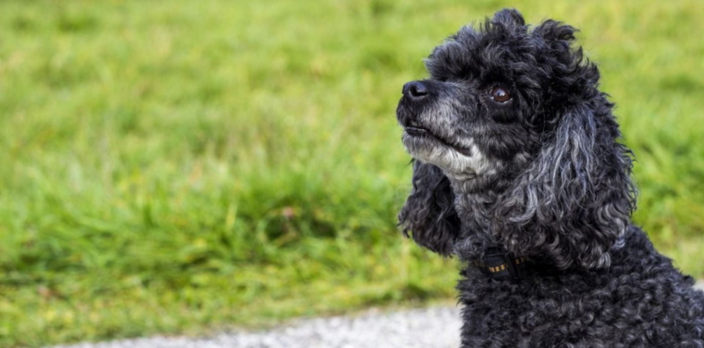 1581075808327.jpg?rotate=0&scaleY=1&ow=1500&y=140&width=1493&height=747&scaleX=1&oh=1000&x=0&&cw=1920&ch=950