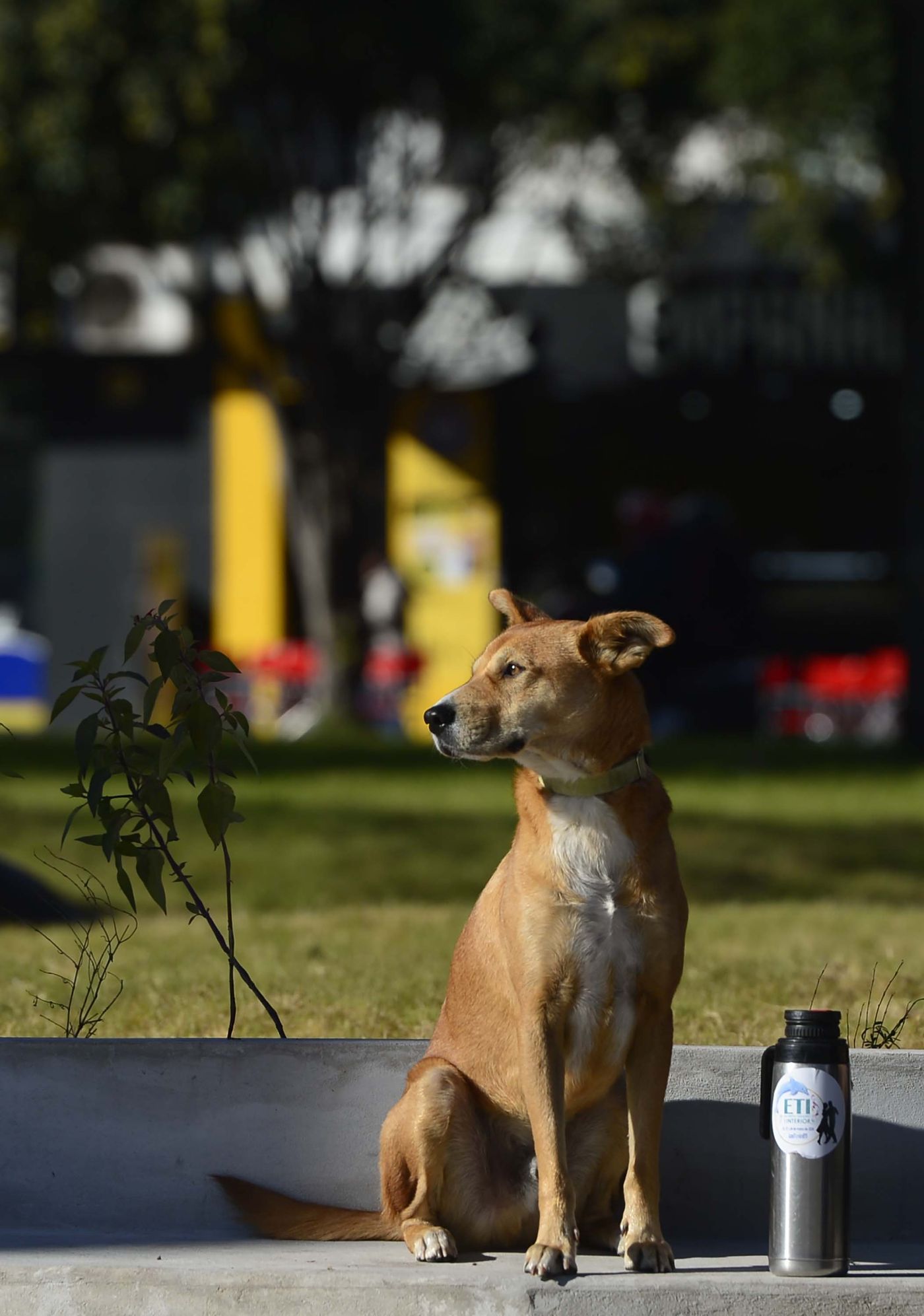 Plaza Italia Perro (1).jpg