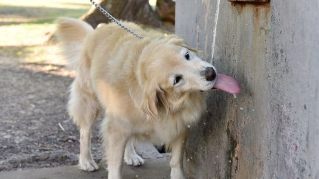 banos, hidratacion y sombra: como proteger a las mascotas del calor en verano