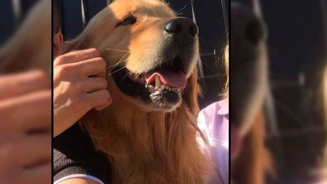 video: denuncian al conductor de un camion por atropellar a un perro y seguir como si nada