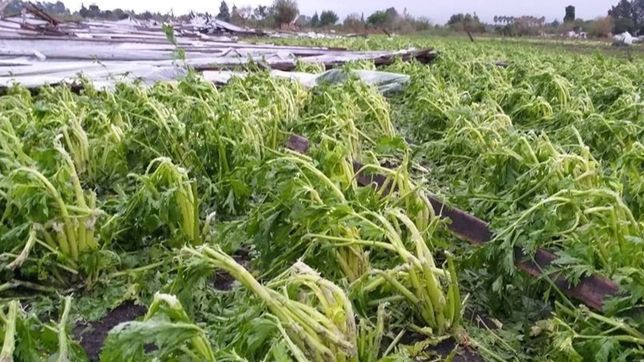 despues de la tormenta habra exenciones del 50% para los productores afectados